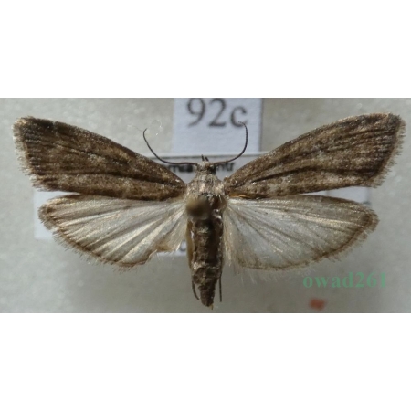 Ortholepis betulae (Goeze, 1778) Czech92c